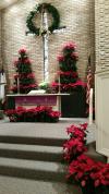 Poinsettia-Tree